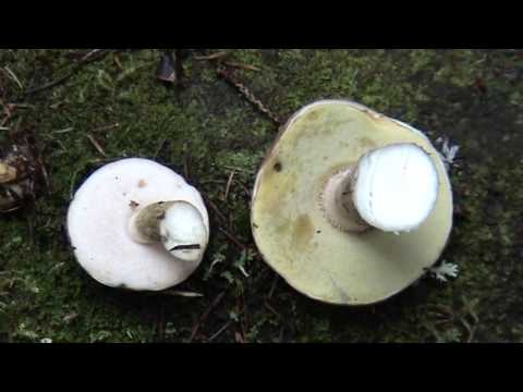 Gall mushroom: photo and description, edible or not