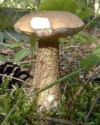 Gall mushroom (Tylopilus felleus) photo and description