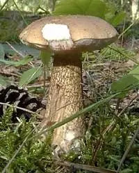 Gall mushroom (Tylopilus felleus) photo and description