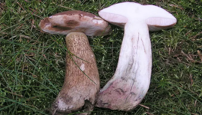 Gall mushroom (Tylopilus felleus) photo and description