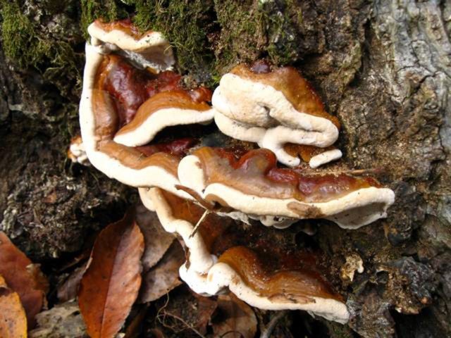 Ganoderma resinous: description and photo