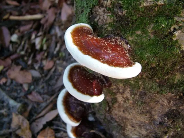 Ganoderma resinous: description and photo