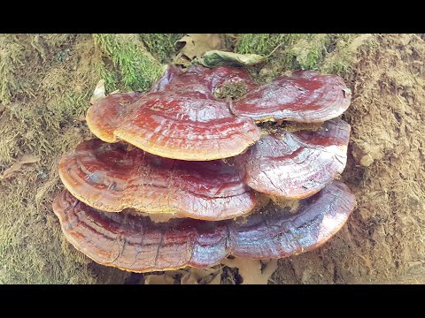 Ganoderma resinous: description and photo