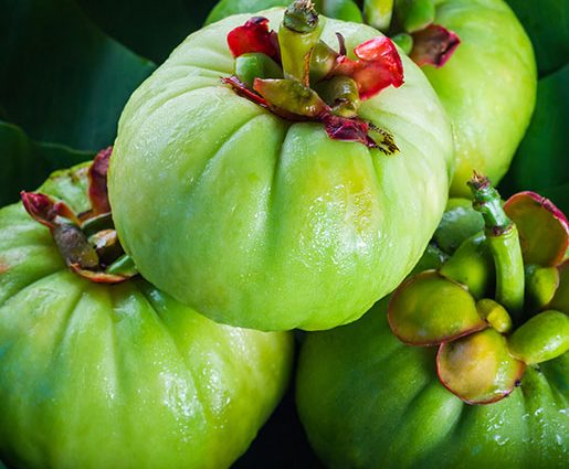 Garcinia cambogia &#8211; properties, contraindications, precautions