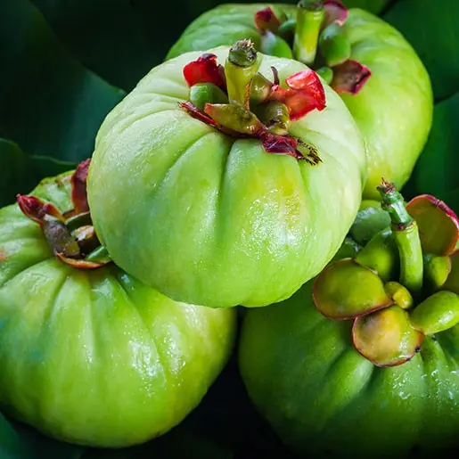 Garcinia cambogia &#8211; properties, contraindications, precautions