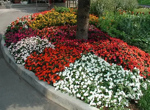 Garden balsam: planting and care, photo of street flowers in a flower bed