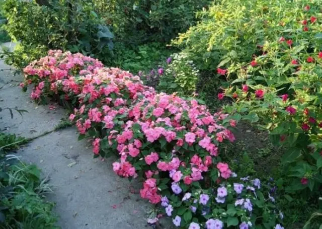 Garden balsam: planting and care, photo of street flowers in a flower bed