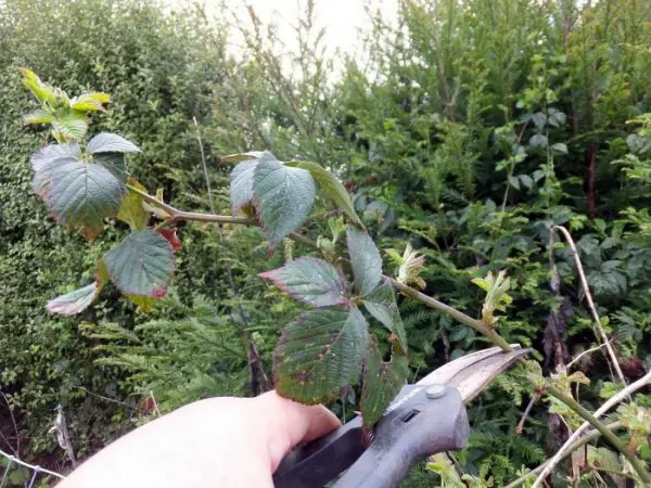 Garden blackberry: care rules and yield