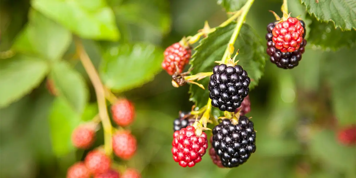 Garden blackberry: care rules and yield