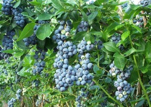 Garden blueberries - growing from seeds with video