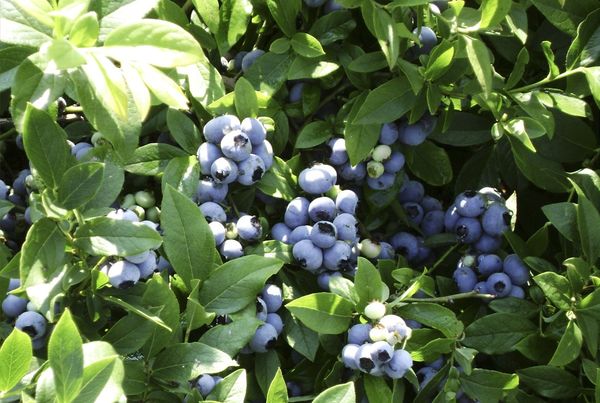 Garden blueberries - growing from seeds with video