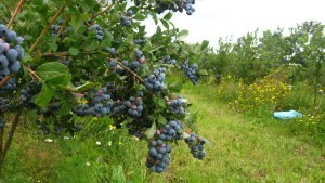 Garden blueberries - growing from seeds with video