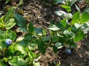 Garden blueberries - growing from seeds with video