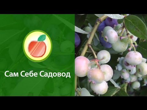 Garden blueberries - growing from seeds with video