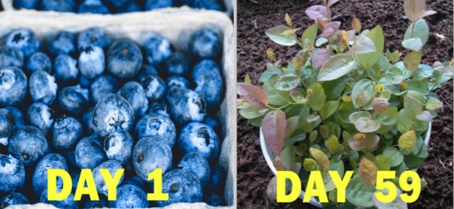 Garden blueberries &#8211; growing from seeds with video