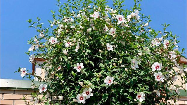 Garden hibiscus: preparation for winter, how to cover, video