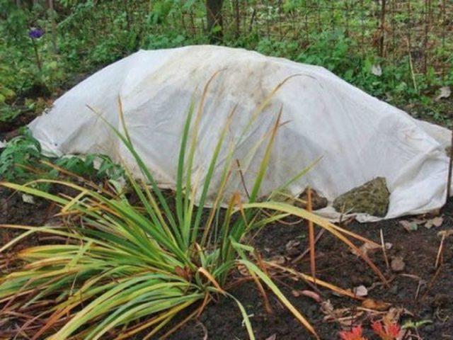 Garden hibiscus: preparation for winter, how to cover, video