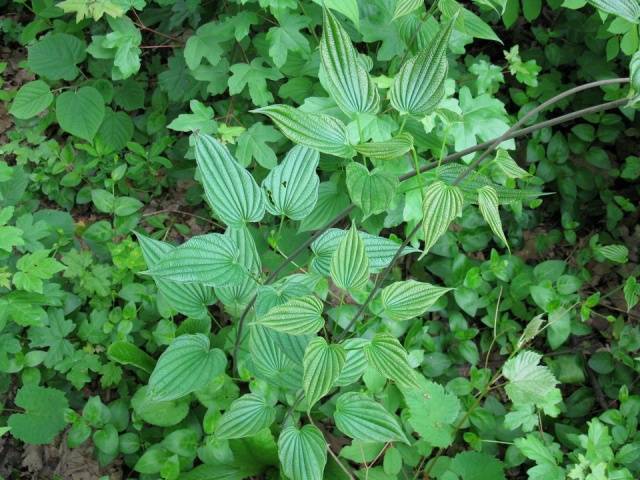 Garden loaches perennials