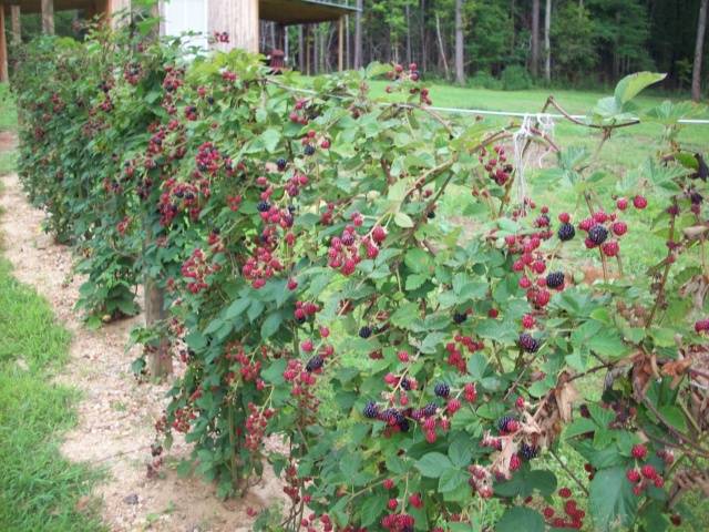 Garden loaches perennials