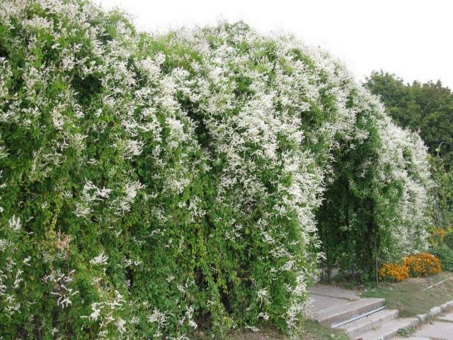 Garden loaches perennials