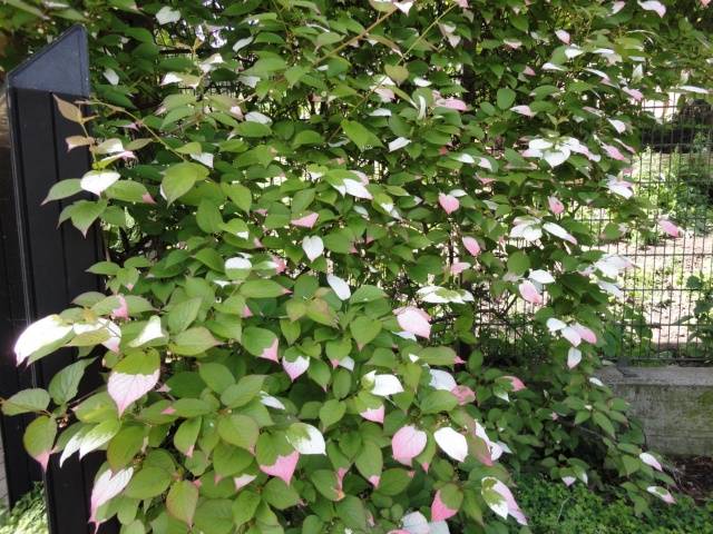 Garden loaches perennials