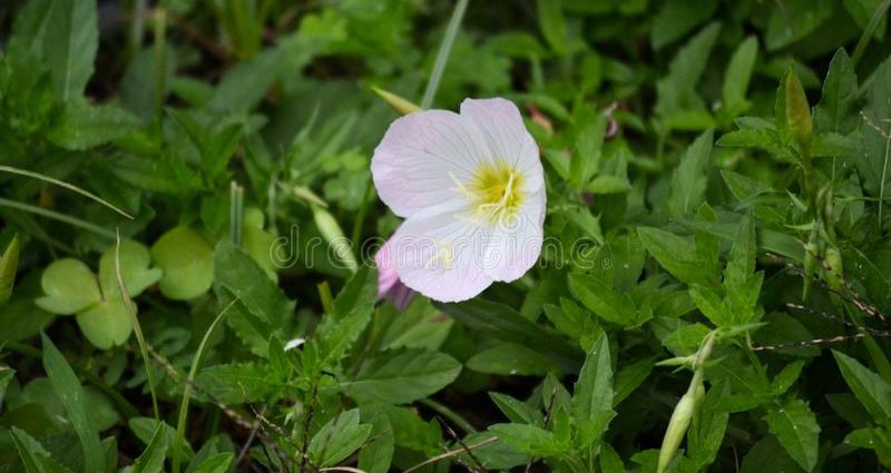 Garden loaches perennials