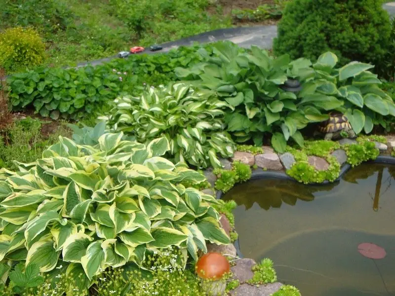 Garden plastic pond (types, forms, installation, care): building a beautiful pond in the country + photo ideas for decor