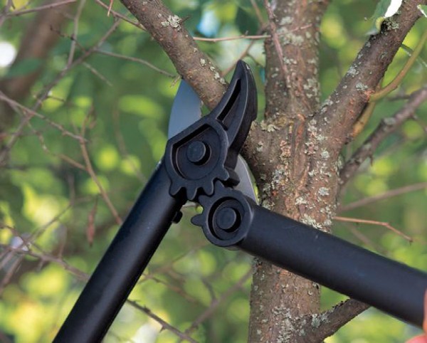 Garden pruner: how to choose the right garden tool