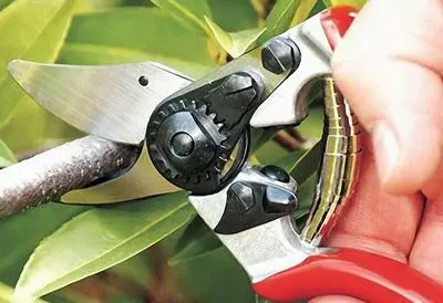 Garden pruners: how to choose a reliable model