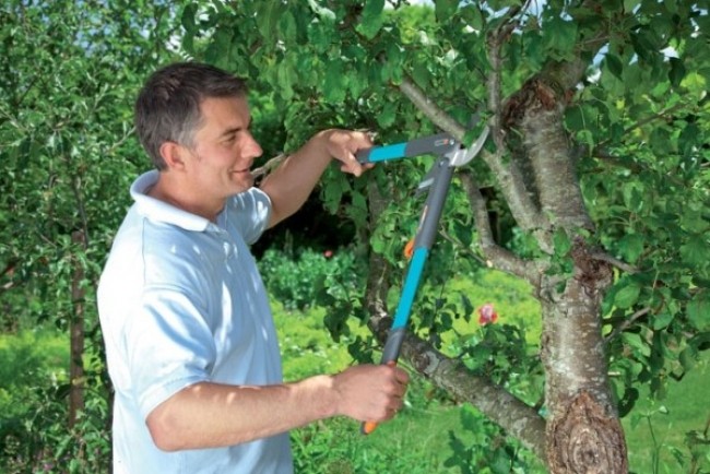 Garden pruners: how to choose a reliable model