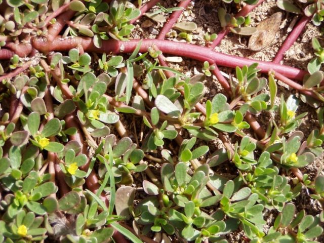 Garden purslane: health benefits, photo