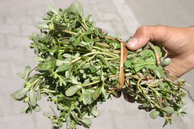 Garden purslane: health benefits, photo