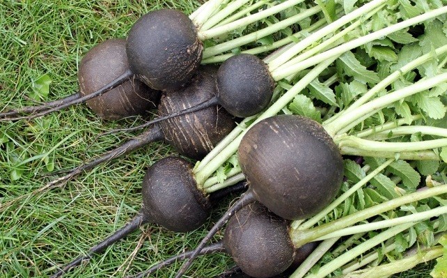 Garden radish: planting, growing and medicinal properties