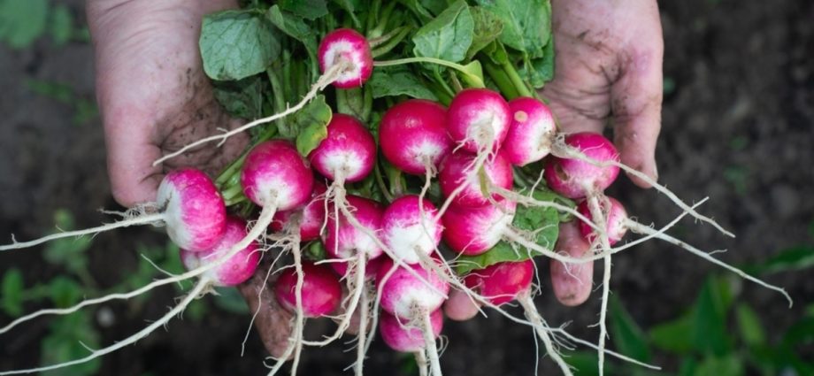 Garden radish: planting, growing and medicinal properties