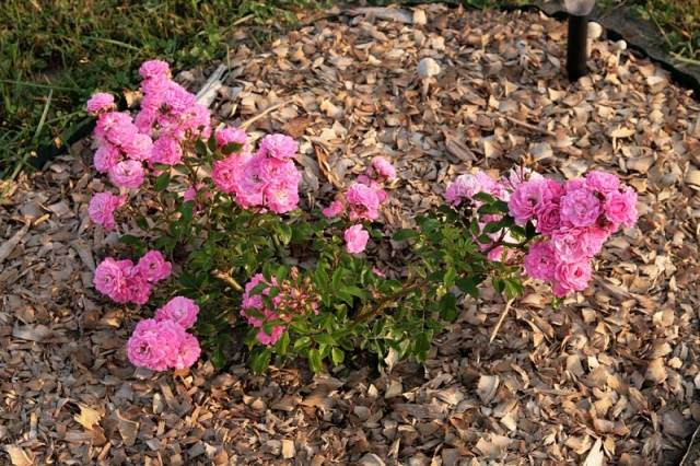 Garden roses: planting, care, reproduction, disease