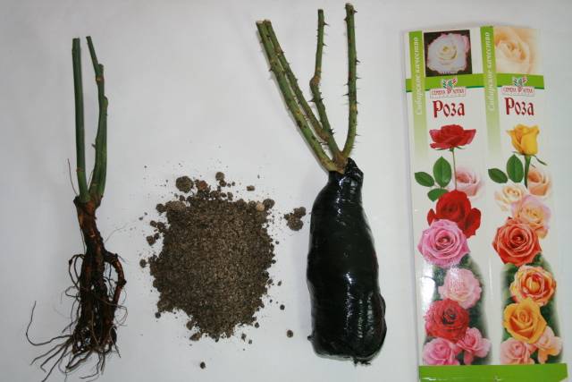 Garden roses: planting, care, reproduction, disease