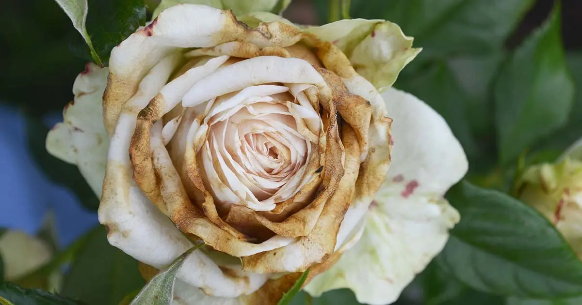 Garden roses: planting, care, reproduction, disease