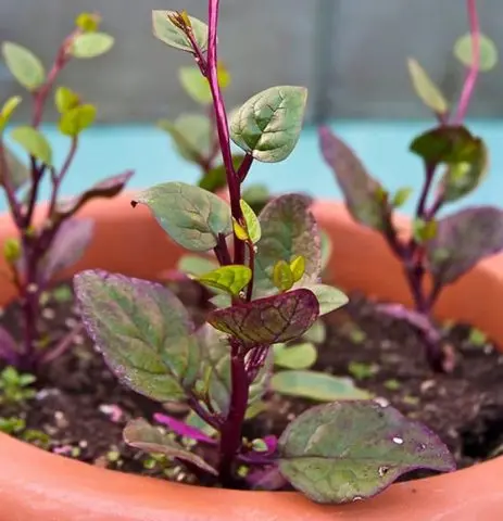 Garden spinach: useful properties, cultivation