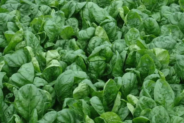 Garden spinach: useful properties, cultivation