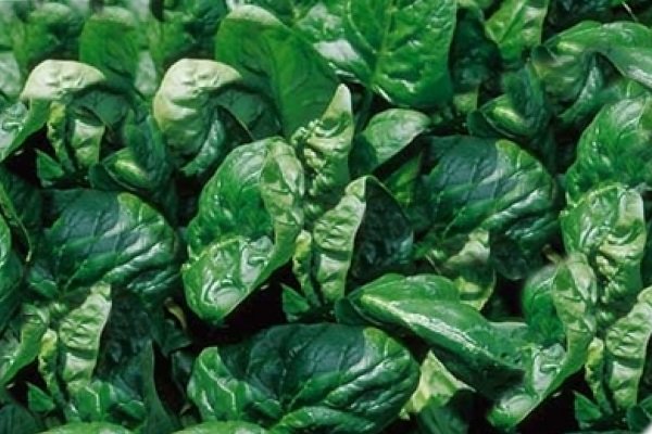 Garden spinach: useful properties, cultivation