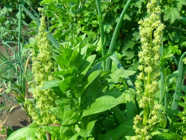 Garden spinach: useful properties, cultivation