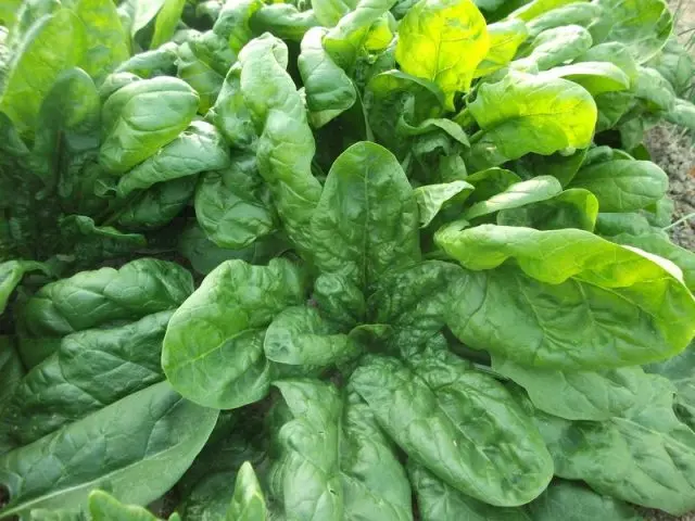 Garden spinach: useful properties, cultivation