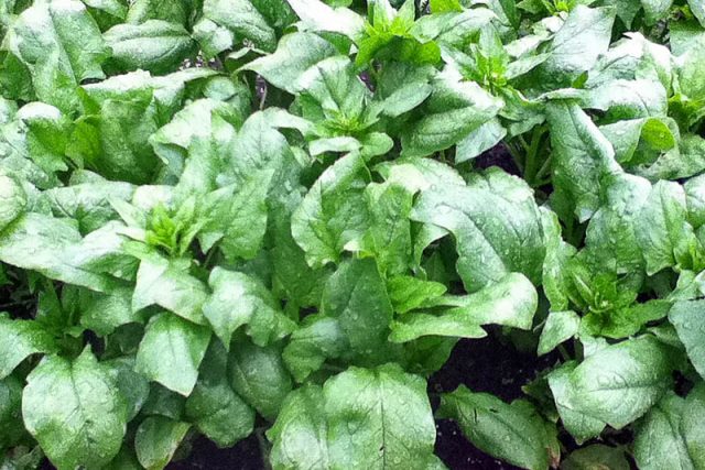 Garden spinach: useful properties, cultivation