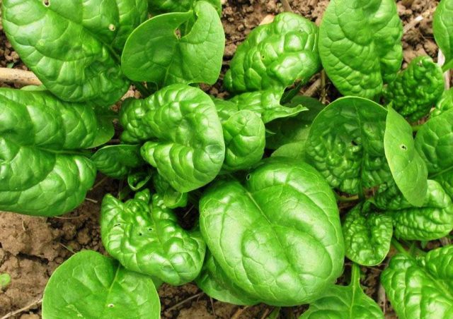 Garden spinach: useful properties, cultivation