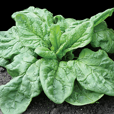 Garden spinach: useful properties, cultivation