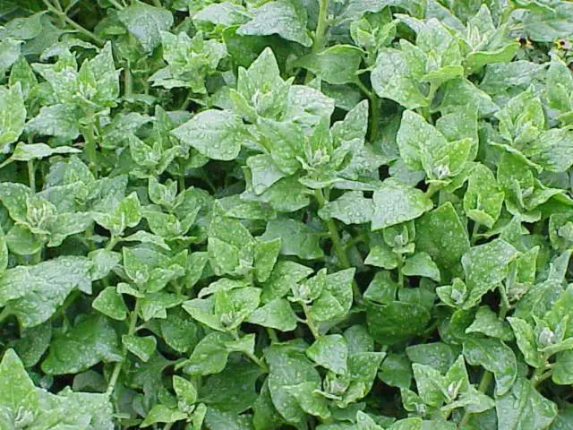 Garden spinach: useful properties, cultivation