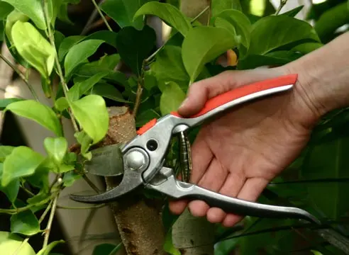 Garden tree pruning tool: an overview