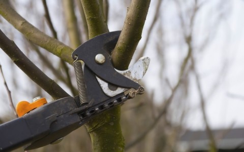 Garden tree pruning tool: an overview