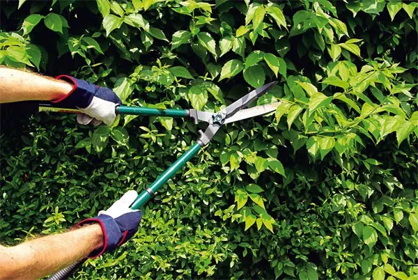 Garden tree pruning tool: an overview