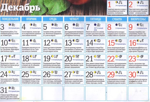 Gardeners lunar calendar for December 2022: the best sowing days for gardeners